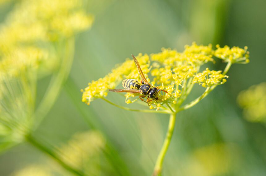 Franse-Veldwesp op Venkel ©️Eric Mahieu