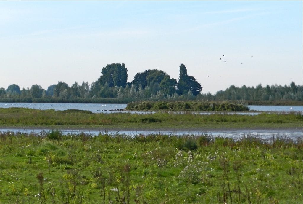 Wandel zondag 7 juli mee met VoorWaards Hoeksche Waard in de Oeverlanden Strijensas