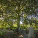 De beuk op de begraafplaats in Numansdorp - ©Rob Visser Photography