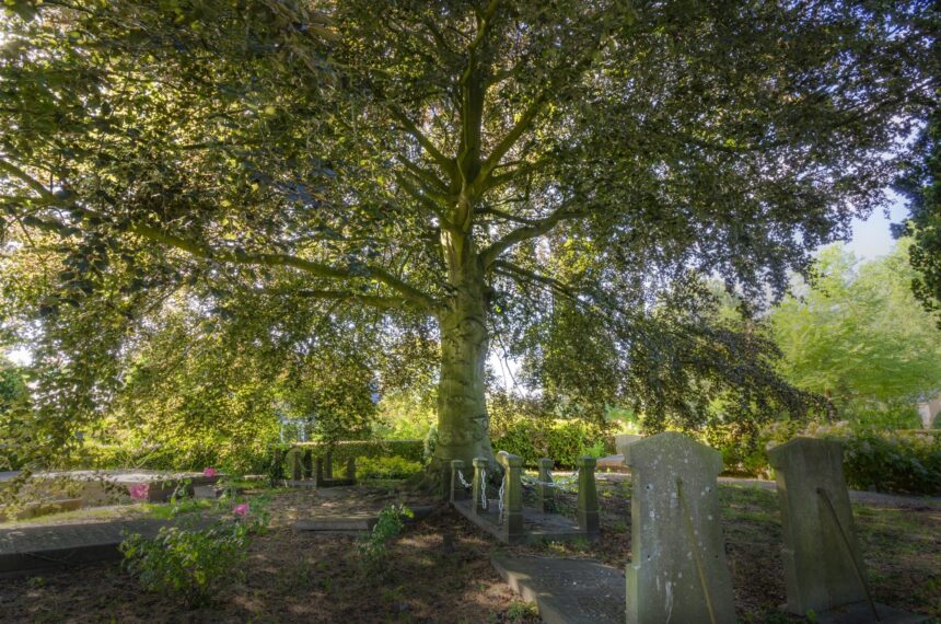 De beuk op de begraafplaats in Numansdorp - ©Rob Visser Photography