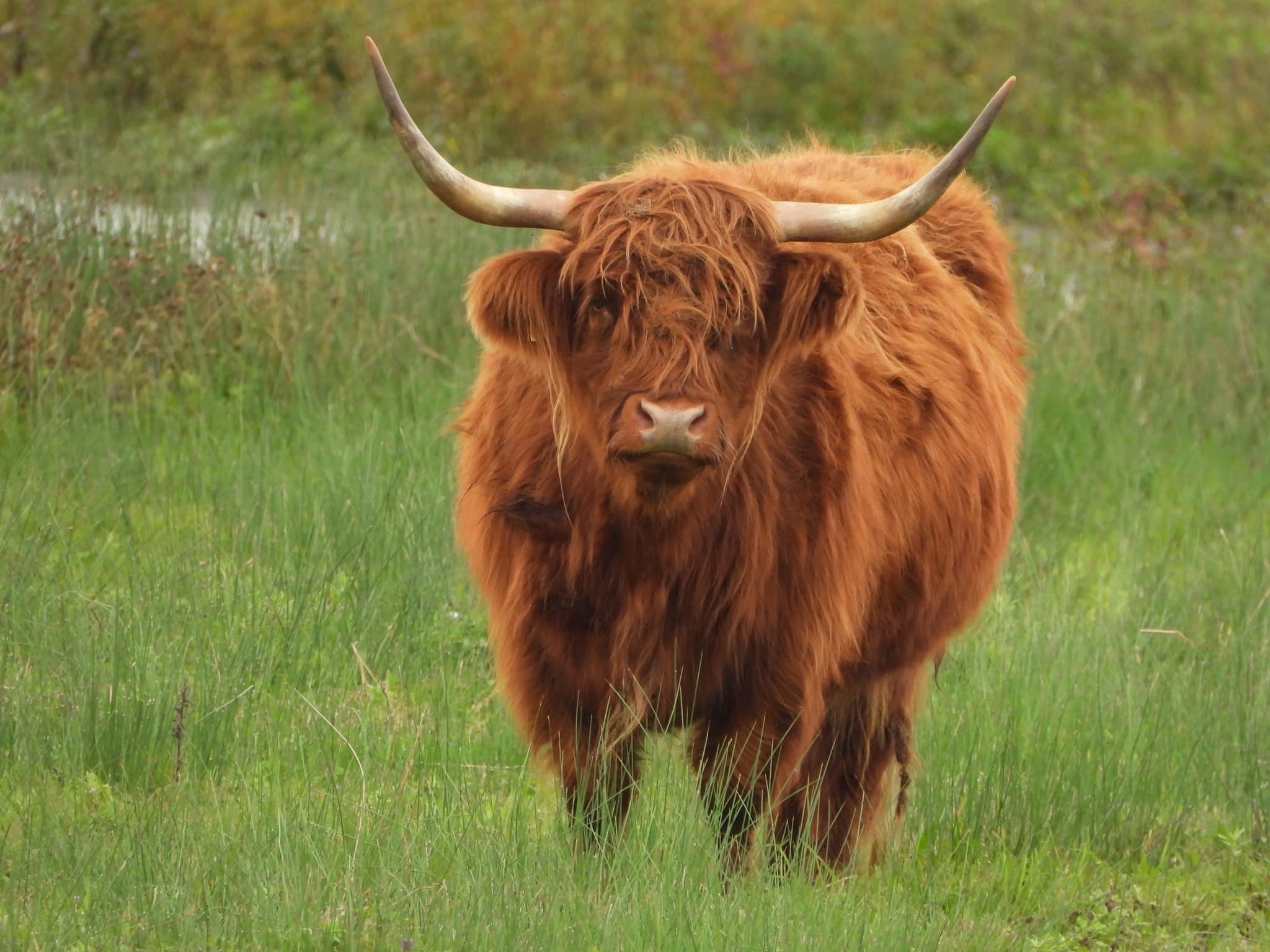 Natuurgebied de Oeverlanden Strijensas weer geopend, Houd afstand van de Schotse Hooglanders