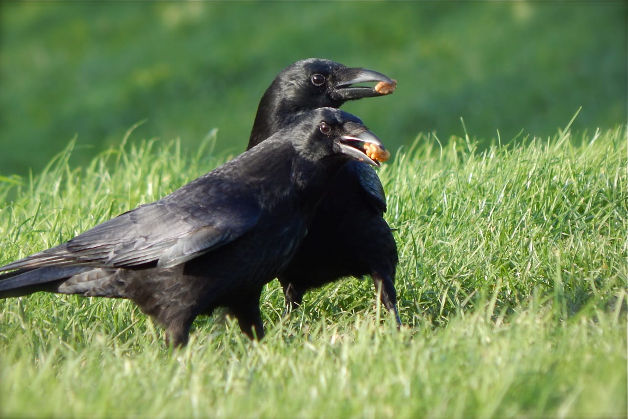 Creatieve én leerzame activiteiten in Bibliotheek Nieuw-Beijerland tijdens de meivakantie