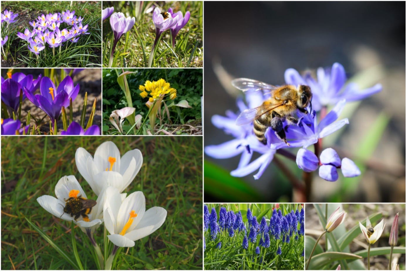 Hulp gezocht bij planten 2000 bloembollen op Strijensas
