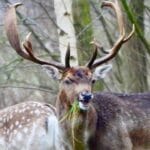 Damhert in de Hoeksche Waard