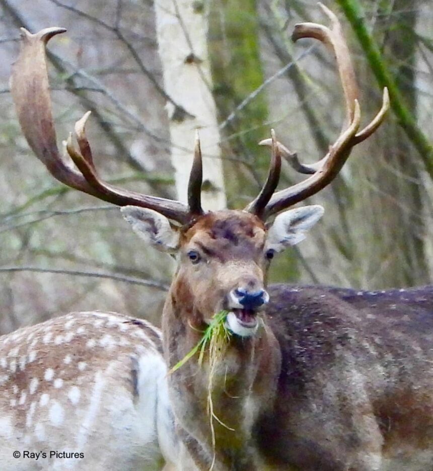 Damhert in de Hoeksche Waard