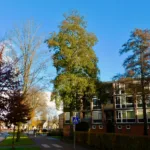 Elzen zijn goed voor de biodiversiteit, maar het zijn ook taaie bomen, die vaak hun bladeren in de herfst nog vasthouden als veel andere boomsoorten al kaal zijn.