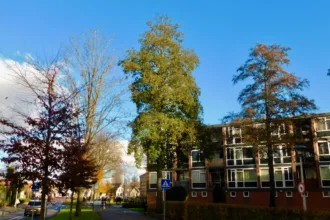 Elzen zijn goed voor de biodiversiteit, maar het zijn ook taaie bomen, die vaak hun bladeren in de herfst nog vasthouden als veel andere boomsoorten al kaal zijn.