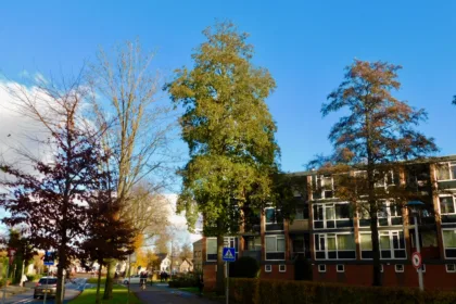 Elzen zijn goed voor de biodiversiteit, maar het zijn ook taaie bomen, die vaak hun bladeren in de herfst nog vasthouden als veel andere boomsoorten al kaal zijn.