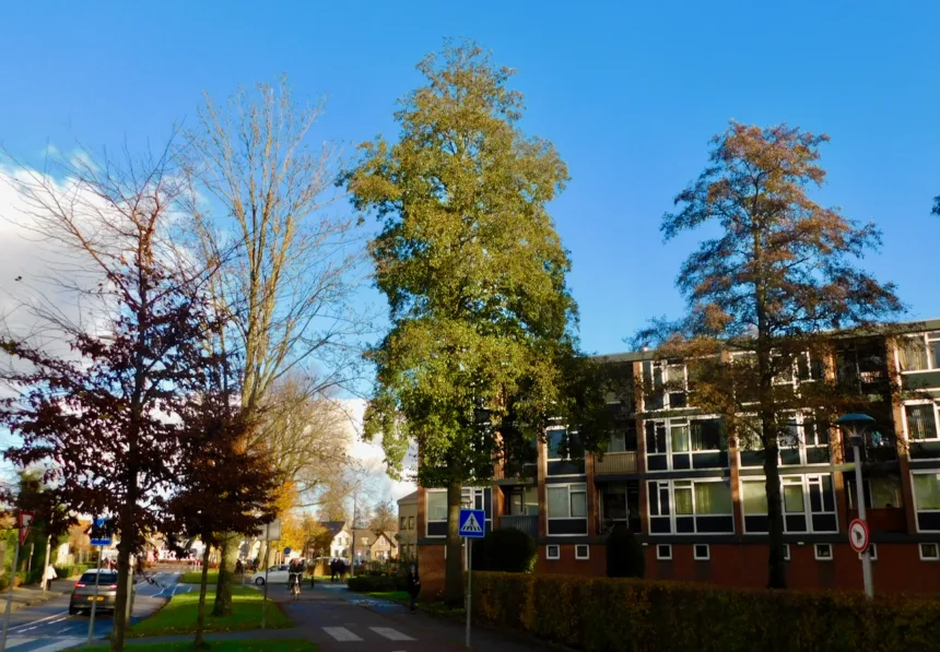 Elzen zijn goed voor de biodiversiteit, maar het zijn ook taaie bomen, die vaak hun bladeren in de herfst nog vasthouden als veel andere boomsoorten al kaal zijn.