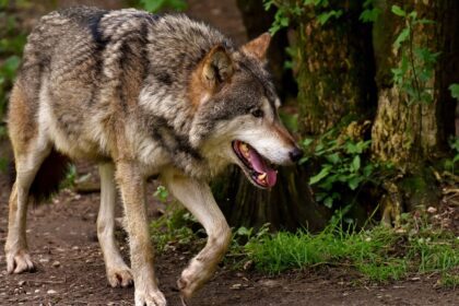 Met de mogelijke komst van de wolf naar Zuid-Holland groeit de vraag: gaat het iconische roofdier ook zijn weg vinden naar de Hoeksche Waard?
