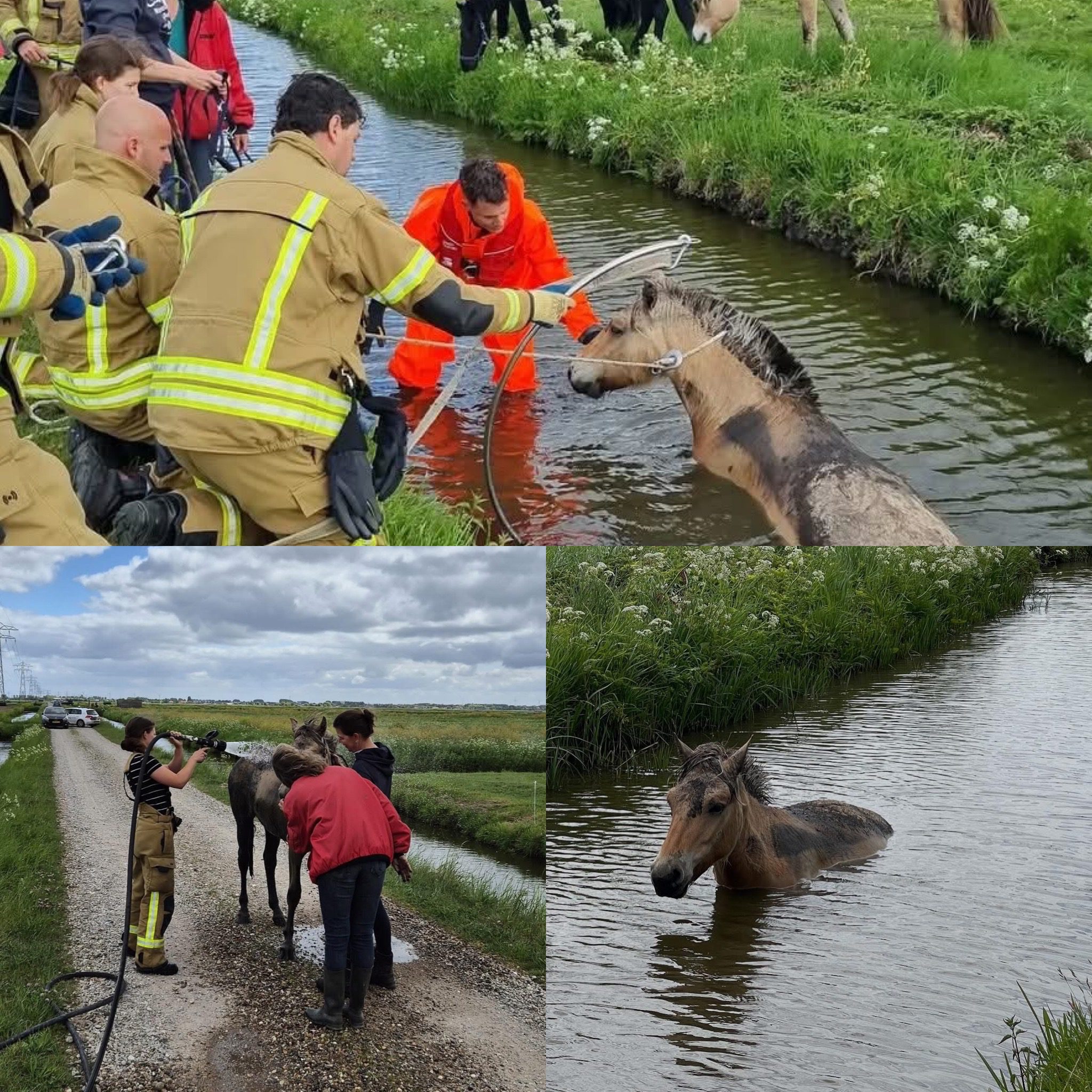 Paard te water aan de Molenweg in Strijen: snelle inzet van brandweer en politie