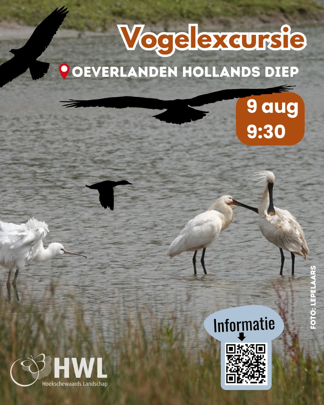 Vogelexcursie op zaterdag 9 augustus in natuurgebied de  Oeverlanden in  Strijensas bij het  Hollands Diep