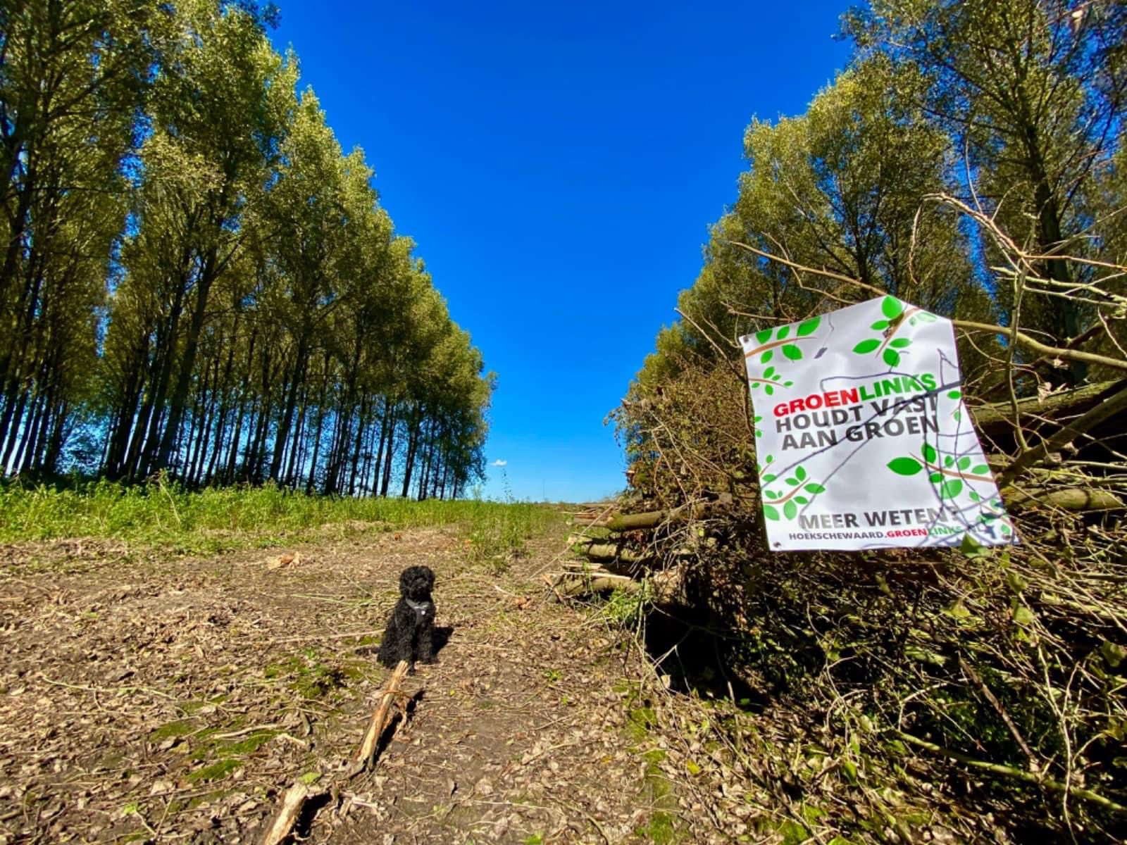 Het Bos van Los verliest meer dan bomen: ook het vertrouwen in de gemeente wankelt