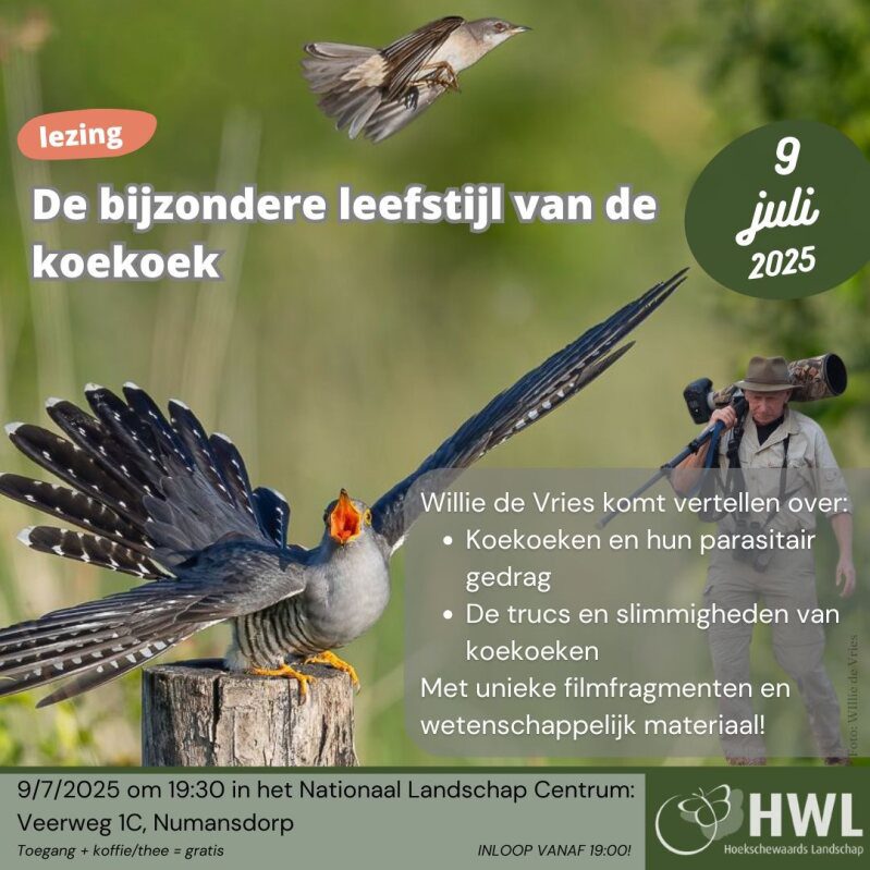 Ontdek de fascinerende leefstijl van de koekoek: Lezing in Numansdorp!