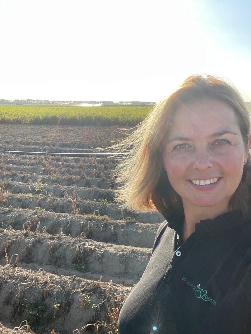 De Hoeksche Boerin op het aardappelveld in de Hoeksche Waard tijdens een droge zomer