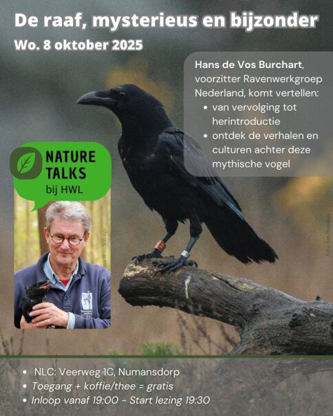 Lezing: De raaf – mysterieus en bijzonder (8 oktober, Numansdorp)