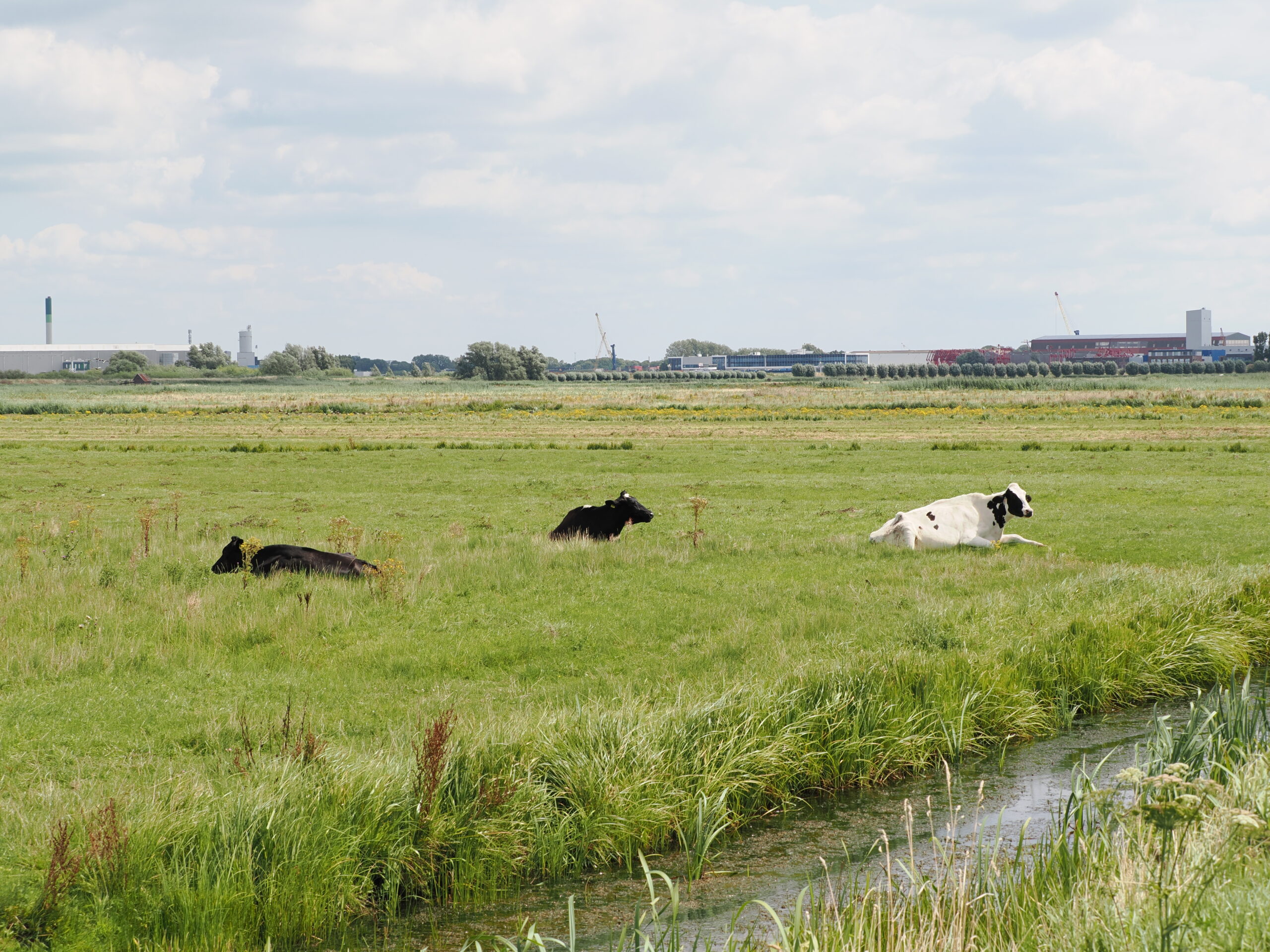 Excursie natuur en cultuurhistorie Grasgorspolder Groot Koninkrijk op zaterdag 18 oktober