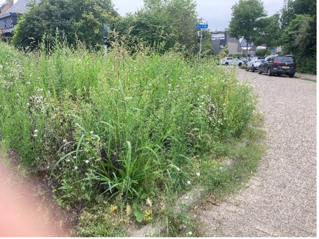 Gemeente Hoeksche Waard treft maatregelen tegen tegenvallende kwaliteit groenonderhoud in Oud-Beijerland, Heinenoord en Westmaas