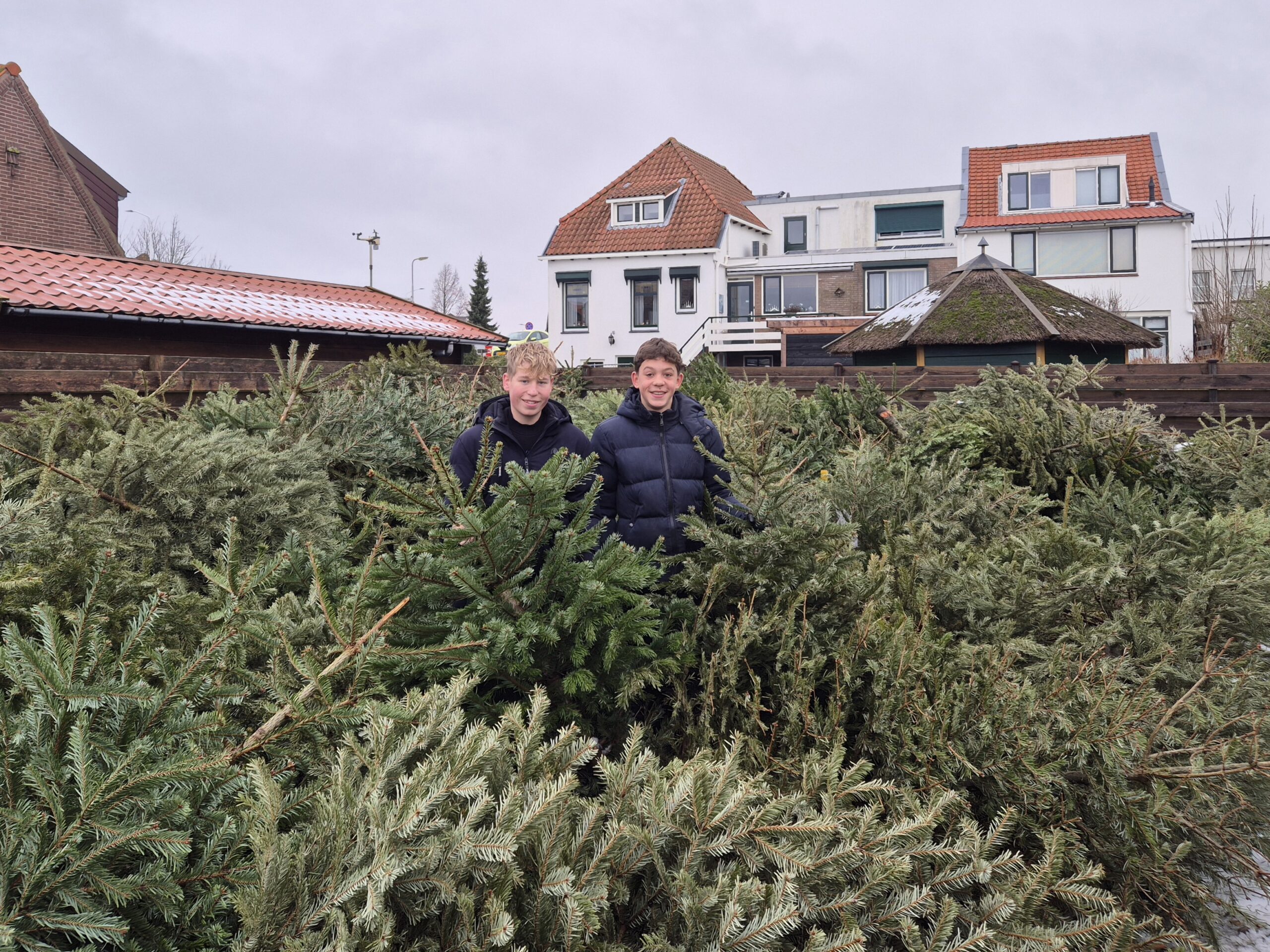 Lucas en Luca zamelen meeste kerstbomen in Hoeksche Waard in