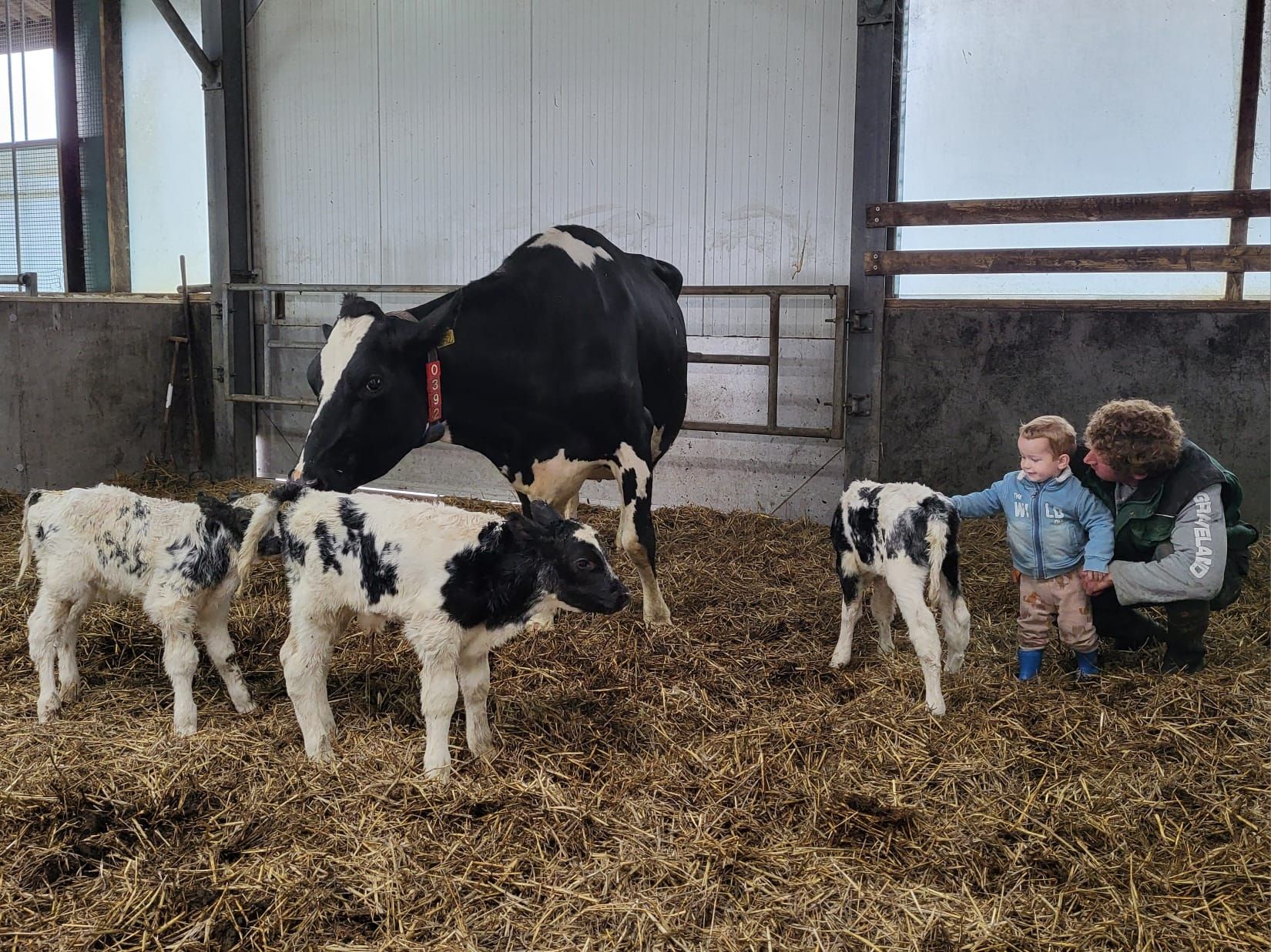 Campina Open Boerderijdag in Maasdam: kijkje achter de schermen bij De Maashoeve