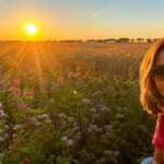 De Hoeksche Boerin bij een bloemenrand tijdens zonsondergang op het akkerland in de Hoeksche Waard.