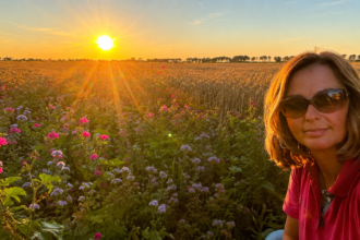 De Hoeksche Boerin bij een bloemenrand tijdens zonsondergang op het akkerland in de Hoeksche Waard.