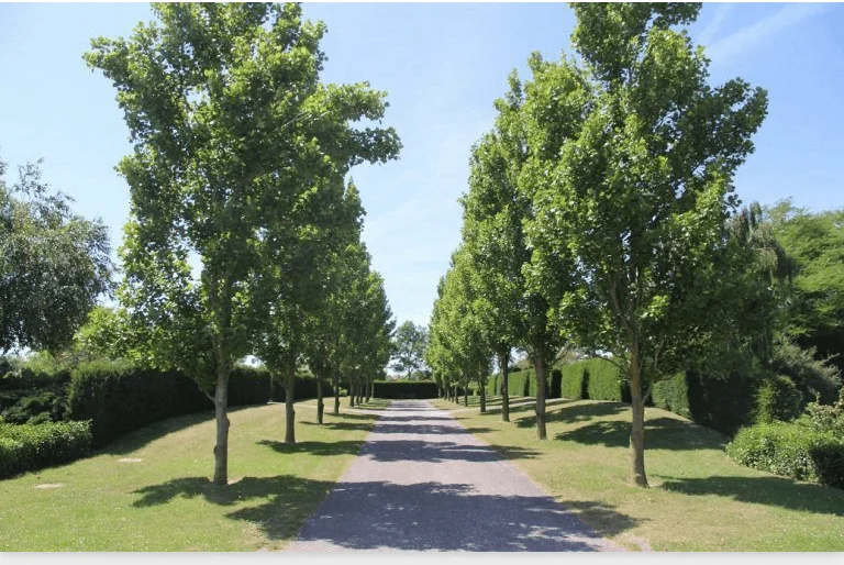 Gemeente ruimt volgende week graven op begraafplaats Oud-Beijerland
